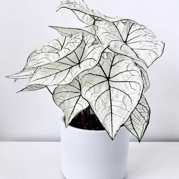 White Christmas Caladium Bulbs Live Plant (ALL Starter Plants REQUIRE You to Purchase 2 plants) Pre-Order March