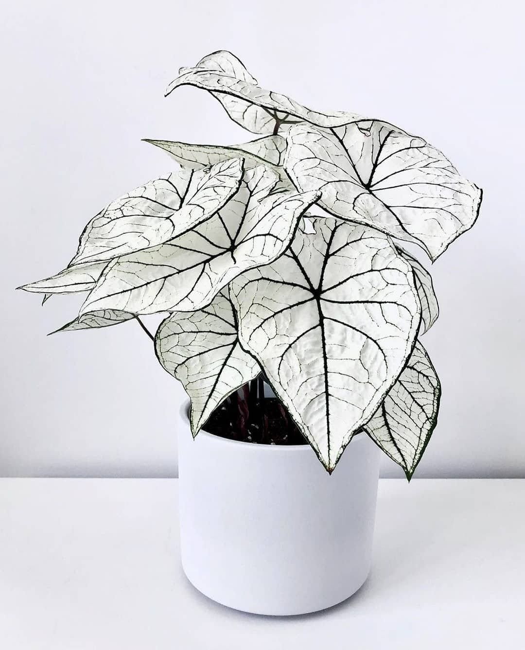 White Christmas Caladium Bulbs Live Plant ALL Starter Plants Etsy