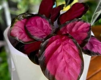 Calathea Rosy Starter (ALL Starter Plants REQUIRE You to Purchase 2 plants) House Plants