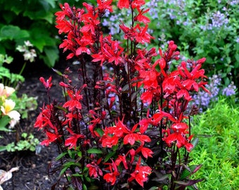 Plante de démarrage fleur cardinale noire (TOUTES les plantes de démarrage nécessitent l'achat de 2 plantes) (expédié plus tard au printemps)