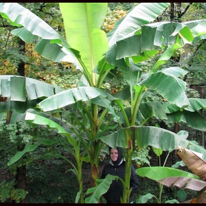 Cold Hardy Banana Tree Musa Starter Plant ppp ALL Starter Plants REQUIRE You to Purchase 2 plants image 4