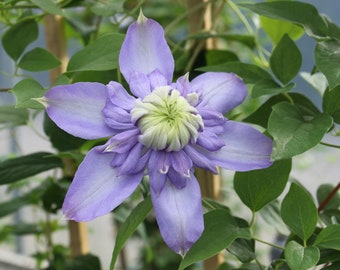 FREE SHIPPING - Blue Light Clematis