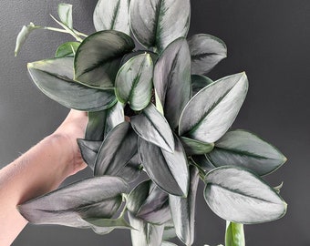 Rare Silver Moonlight Pothos Scindapsus treubii Starter (ALL Starter Plants REQUIRE You to Purchase 2 plants) House Plants
