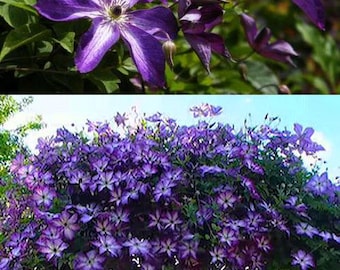 FREE SHIPPING - Venosa Violacea Clematis Purple Flowers Vine Starter Plant