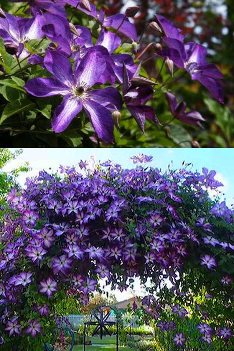 Venosa Violacea Clematis - Thumbnail 2