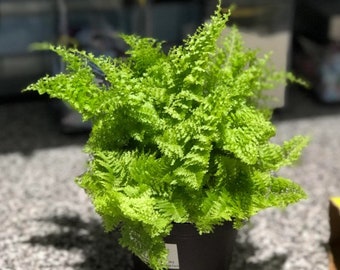 Fluffy Ruffles Fern Plant Starter (ALL Starter Plants REQUIRE You to Purchase 2 plants)Low Light House Plants