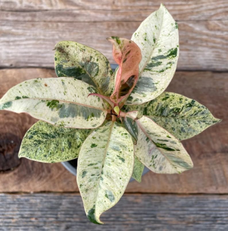 FREEplantShippingCo Moonshine Rubber Tree - Thumbnail 2