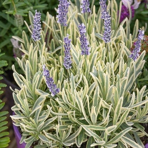 Lavender Platinum Blonde Variegated Plug Starter Plant (ALL Starter Plants REQUIRE You to Purchase 2 plants)