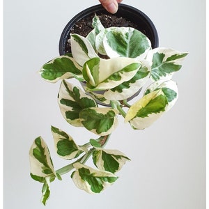 May include: A potted plant with variegated leaves in shades of green and white. The leaves are large and have a heart shape. The plant is growing in a black pot.