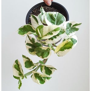 Pothos NJoy Starter Plant (ALL Starter Plants REQUIRE You to Purchase 2 plants)