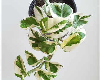 Pothos NJoy Starter Plant (ALL Starter Plants REQUIRE You to Purchase 2 plants)
