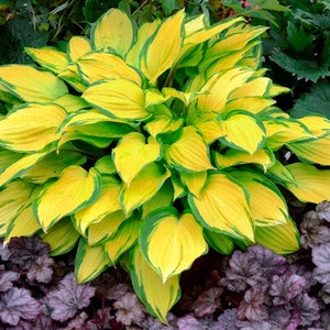 FREE SHIPPING - Island Breeze Hosta Shade Plants