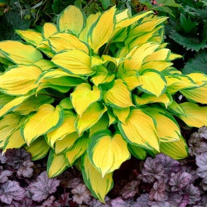 Island Breeze Hosta Bulbs (ALL Starter Plants REQUIRE You to Purchase 2 plants) Shade Plants