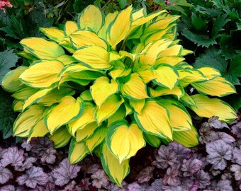 Island Breeze Hosta Bulbs (ALL Starter Plants REQUIRE You to Purchase 2 plants) Shade Plants