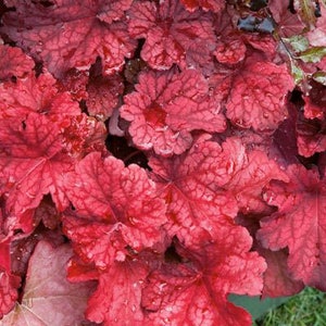 Autumn Leaves Heuchera Starter Plant (ALL Starter Plants REQUIRE You to Purchase 2 plants)