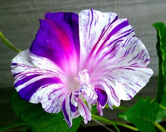 Carnival of Venice Morning Glory Vine Starter Plant (ALL Starter Plants REQUIRE You to Purchase 2 plants)