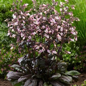 Black Beard Tongue Dark Towers Penstemon FREE SHIPPING