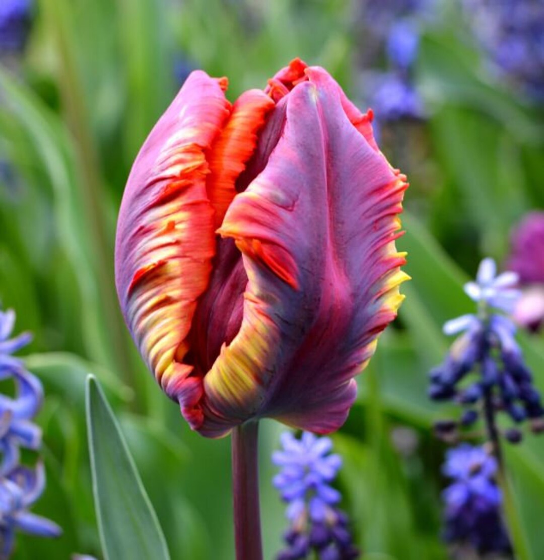 Rainbow Tulip Bulbs Live Plant ALL Starter Plants/bulbs REQUIRE You to