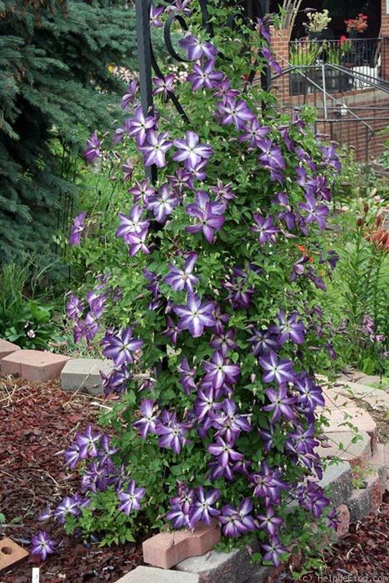 Venosa Violacea Clematis - Thumbnail 5