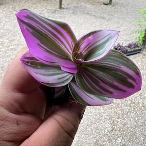 Tradescantia Bubblegum Starter Plant ppp ALL Starter Plants REQUIRE You to Purchase 2 plants image 5