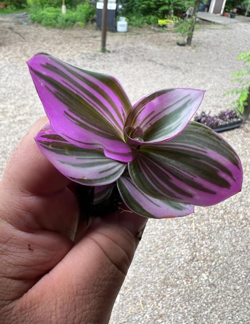 Tradescantia Bubblegum Starter Plant ppp ALL Starter Plants REQUIRE You to Purchase 2 plants image 5