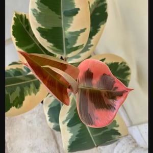 May include: A close-up of a variegated rubber plant with green, white, and pink leaves. The leaves are large and have a glossy finish.