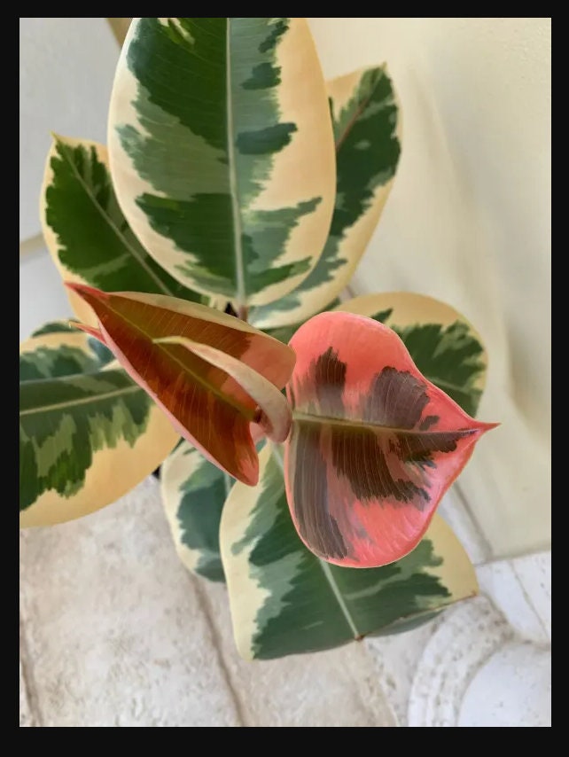 philodendron radiatum variegated Philodendron radiatum