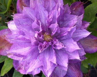 FREE SHIPPING - Proteus Clematis Blooming Huge 8 inch Blue Flowers Vine Starter Plant