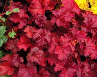 FREE SHIPPING - Red Fire Chief Starter Plant Heuchera