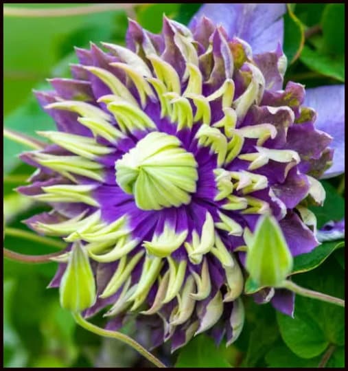 FREE SHIPPING - Clematis Taiga Double Blooming Flowers Vine