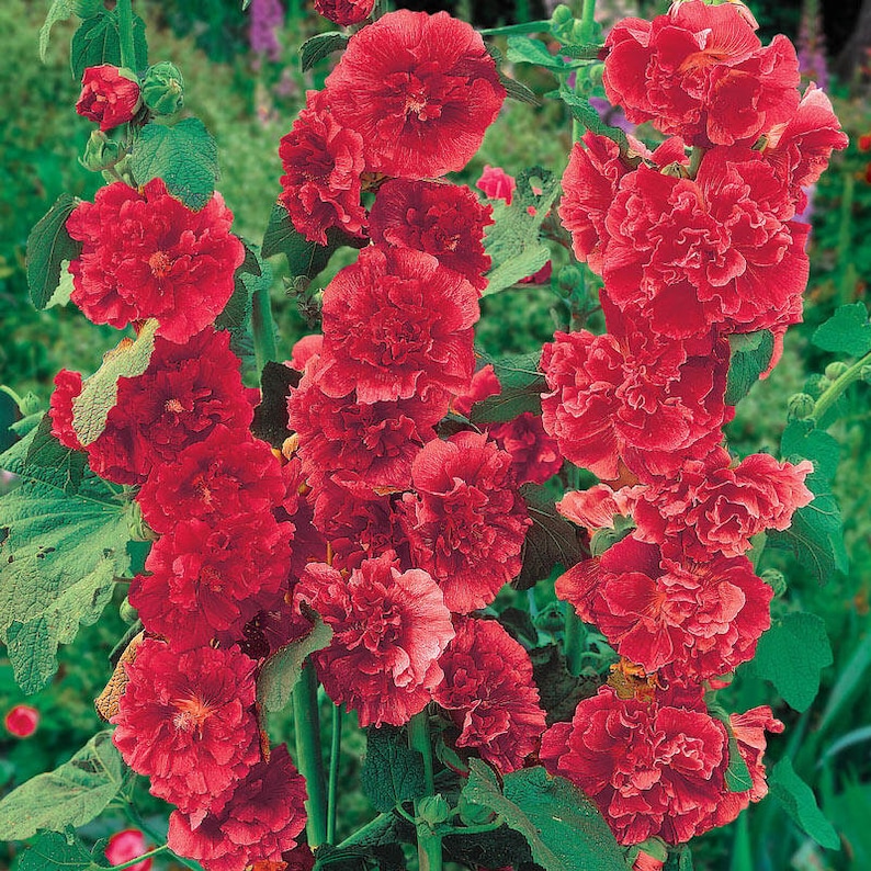 Plante de démarrage double rose trémière rouge écarlate achat de 2 plantes pour TOUTES les plantes de démarrage image 2