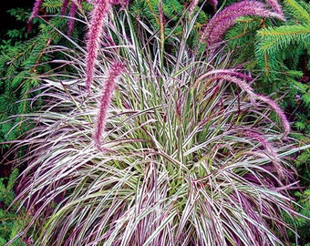 FREE SHIPPING - Cherry Sparkler Fountain Grass Plug Starter Plant