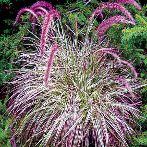 Cherry Sparkler Fountain Grass Plug Starter Plant (ALL Starter Plants REQUIRE You to Purchase 2 plants)