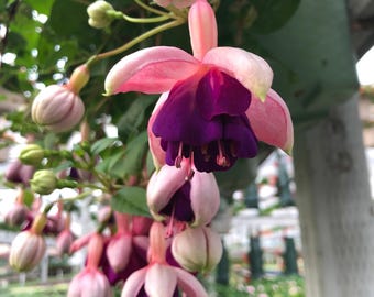 FREE SHIPPING - Lena Fuchsia Flowers Starter Plant Live Plant