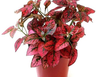 Rare Ruby Red Polka Dot Plant Starter Houseplant ppp (ALL Starter Plants REQUIRE You to Purchase 2 plants)