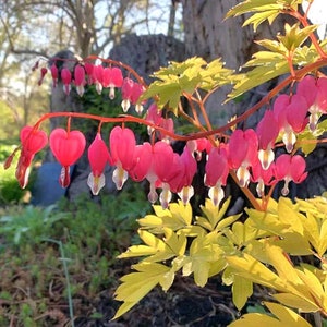 Gold Leaf Pink Flowers Bleeding Hearts Bush Starter Plant (ALL Starter Plants REQUIRE You to Purchase 2 plants)