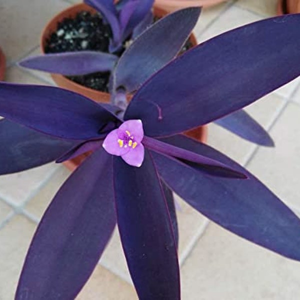 Purple Heart Tradescantia Starter Plant ppp (ALL Starter Plants REQUIRE You to Purchase 2 plants)