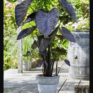 Get Both Black and White Plants Elephant Ears Starter ALL Starter Plants REQUIRE You to Purchase 2 plants FREE Shipping image 3