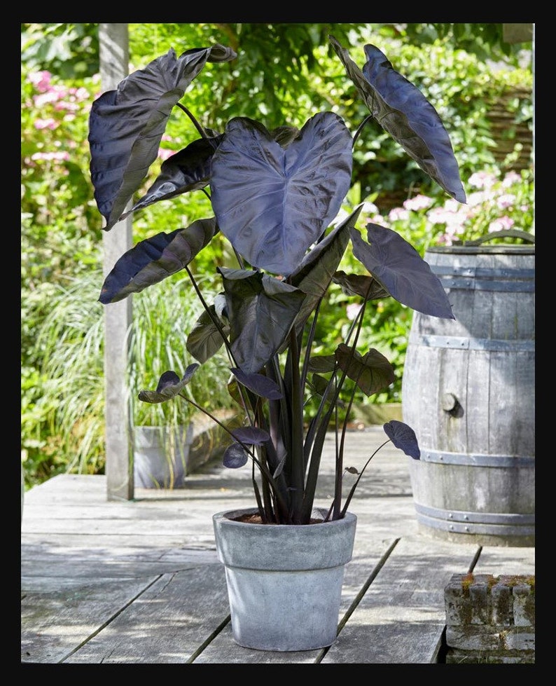 Get Both Black and White Plants Elephant Ears Starter ALL Starter Plants REQUIRE You to Purchase 2 plants FREE Shipping image 3