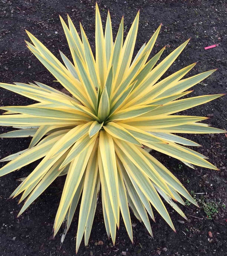 Yucca plant