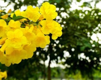 YellowTrumpet Vine Starter Plant (ALL Starter Plants REQUIRE You to Purchase 2 plants)