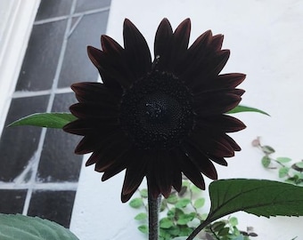 Black Sunflowers seeds Black Beauty Flowers FREE SHIPPING