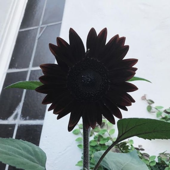 Black sunflowers on sale