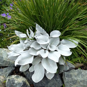 Get Both Black and White Plants Elephant Ears Starter ALL Starter Plants REQUIRE You to Purchase 2 plants FREE Shipping image 4