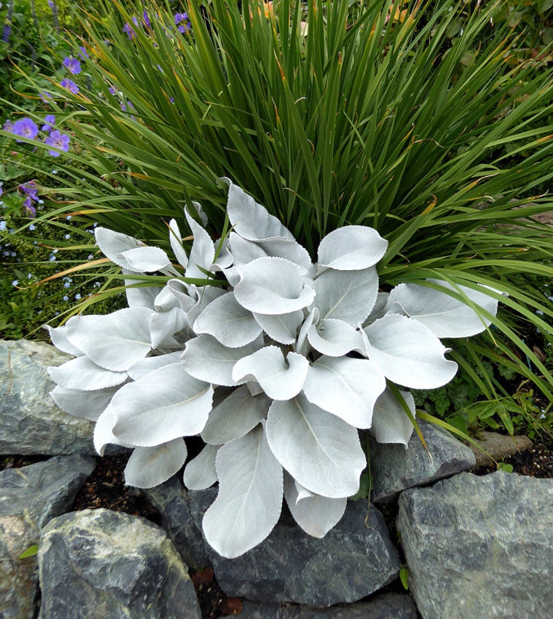 Get Both Black and White Plants Elephant Ears Starter ALL Starter Plants REQUIRE You to Purchase 2 plants FREE Shipping image 4