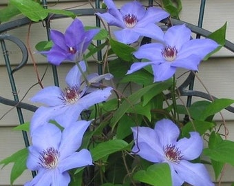 FREE SHIPPING - Ramona Clematis Blooming Huge 7 inch Blue Flowers Vine Starter Plant