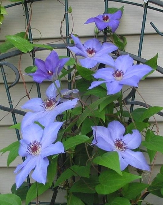 FREE SHIPPING - Ramona Clematis Blooming Huge 7 inch Blue Flowers Vine Starter Plant