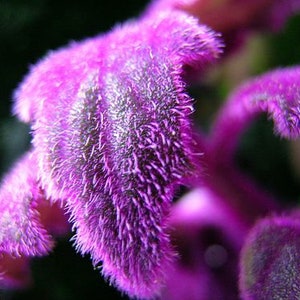 Purple Passion Gynura Starter Plant Velvet Leaves FREE SHIPPING