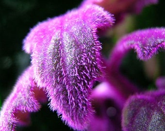 Purple Passion Gynura Starter Plant (ALL Starter Plants REQUIRE You to Purchase 2 plants) Velvet Leaves