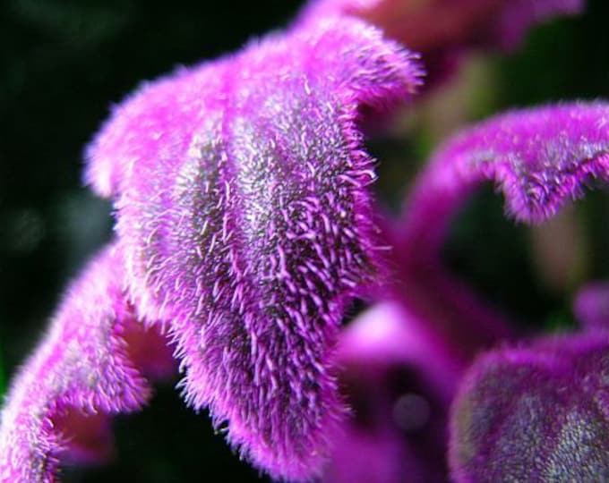 Purple Passion main image 0